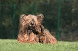 BRIARD 166